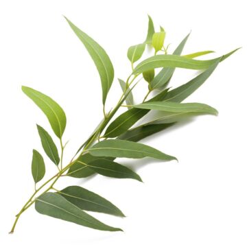 Bolsjehuset Eucalyptus aroma 10 ml – aromakoncentrat