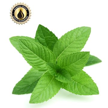 INAWERA MENTHOL AROMA